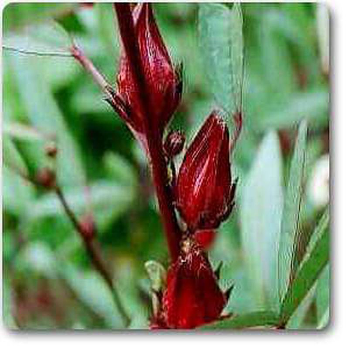 Rosella 8211 Plant