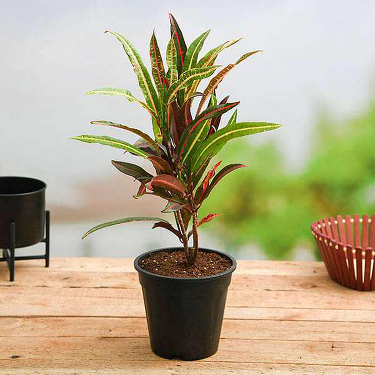 Croton Plant Codiaeum variegatum (Captain Kidd) 8211 Plant