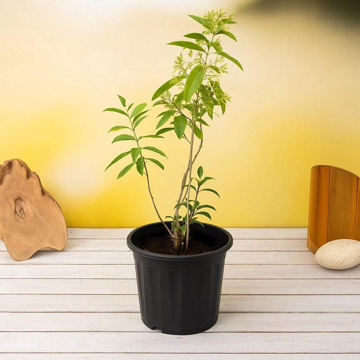 Raat Ki Rani Night Blooming Jasmine Plant in 10 inch Grow Bag