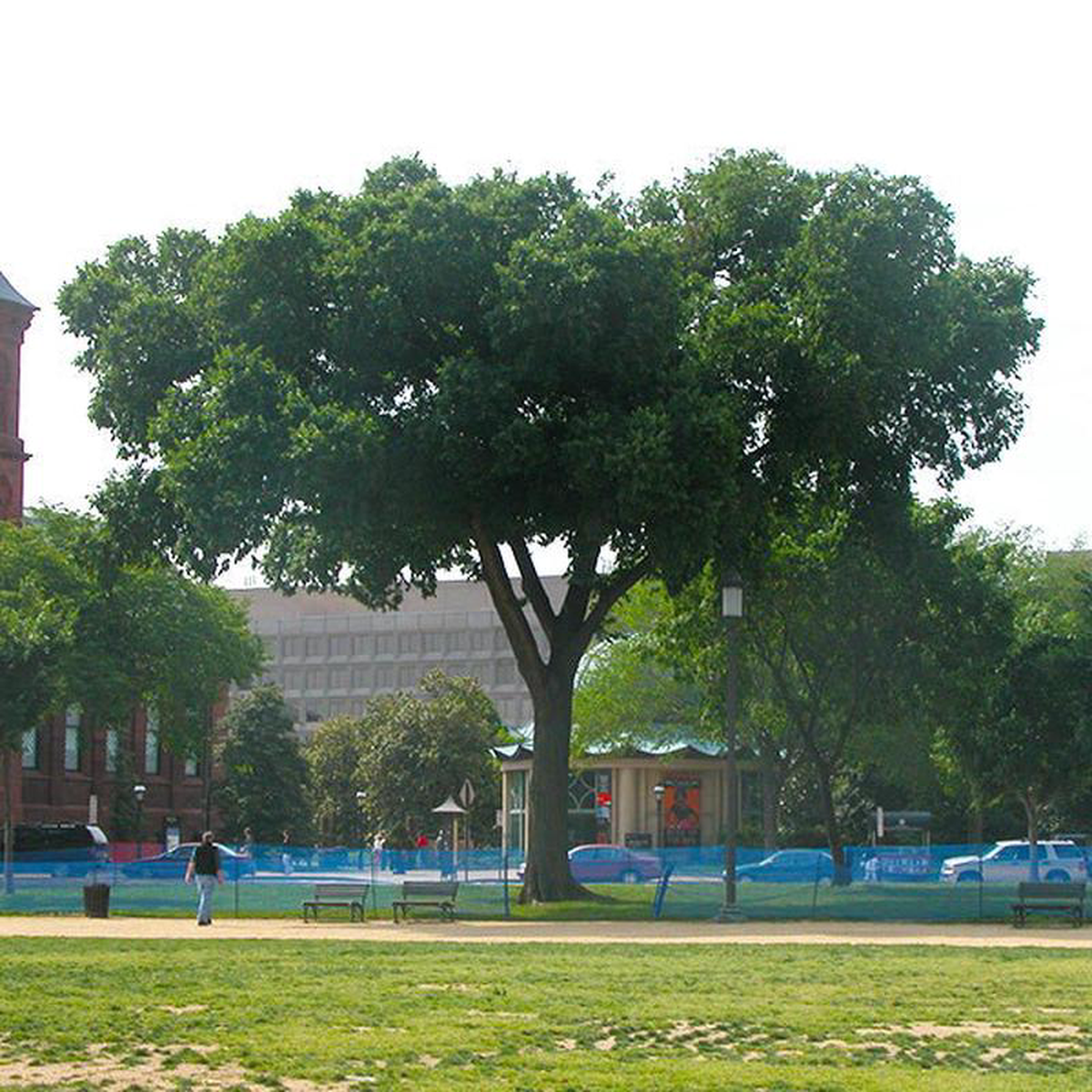 Jefferson American Elm Tree