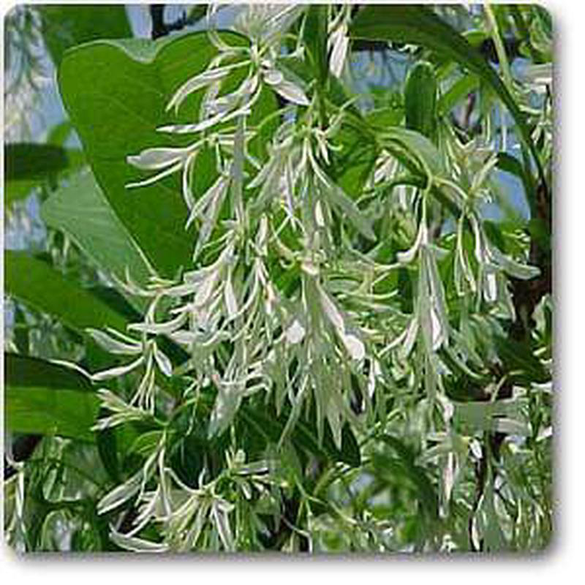 Chionanthus virginica 8211 Plant