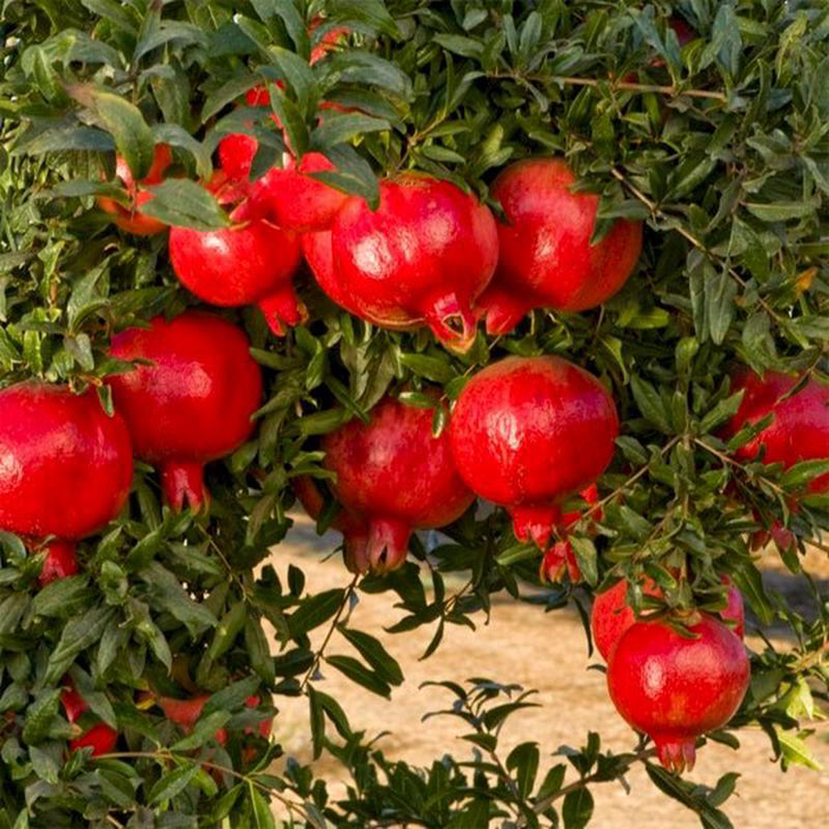 Pomegranate Annar Anar Plant in 10 inch Grow Bag