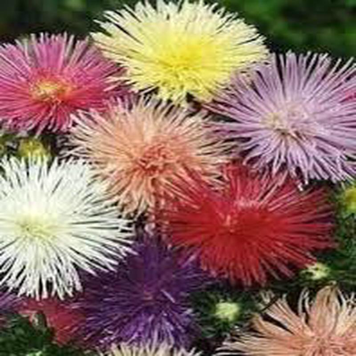 Aster Nova Mix 8211 Salt Spring Seeds