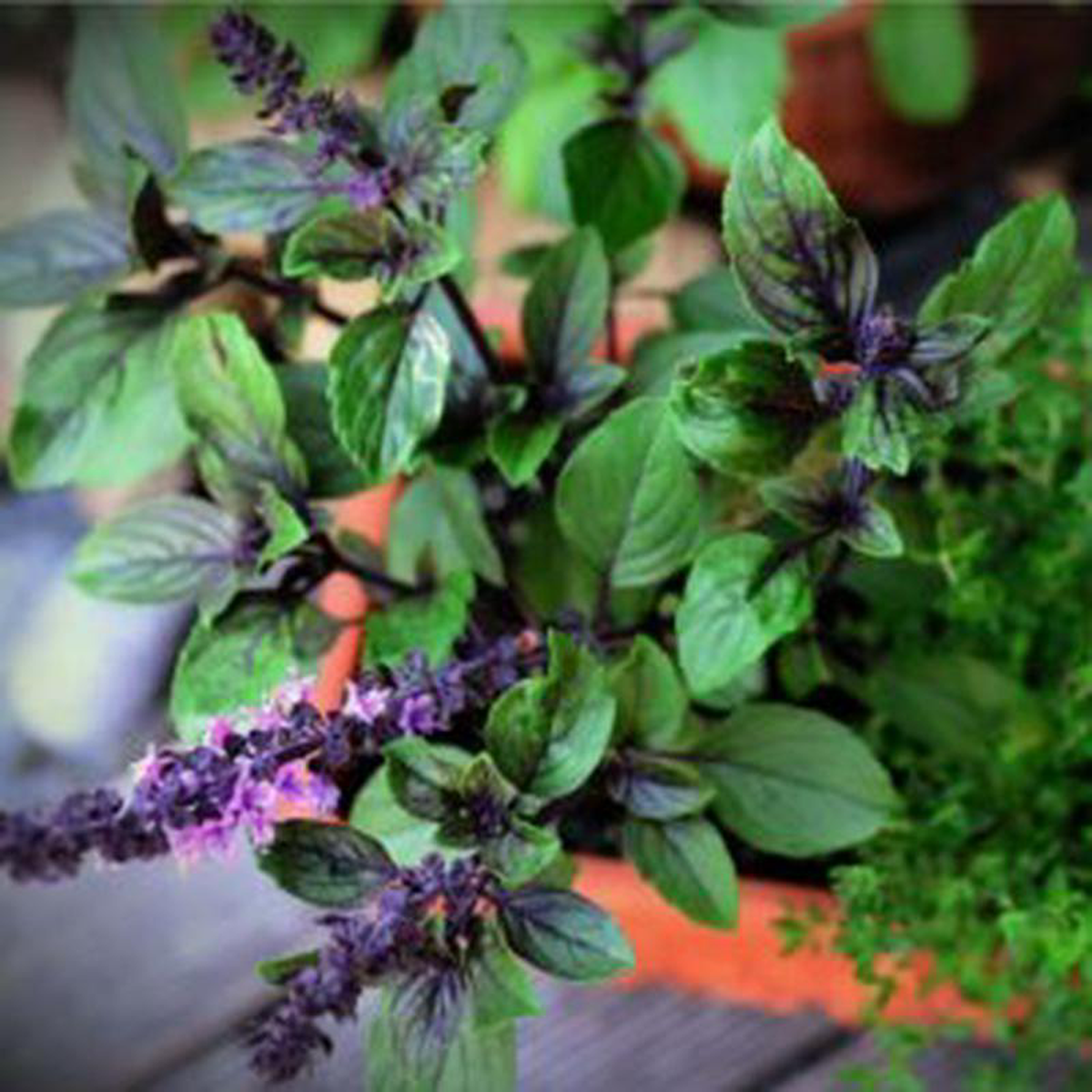 Basil Siam Queen (Thai) 8211 Ontario Seed Company