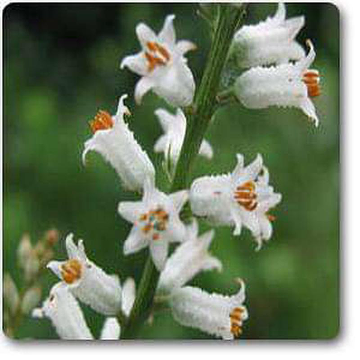 Aletris farinosa 8211 Plant