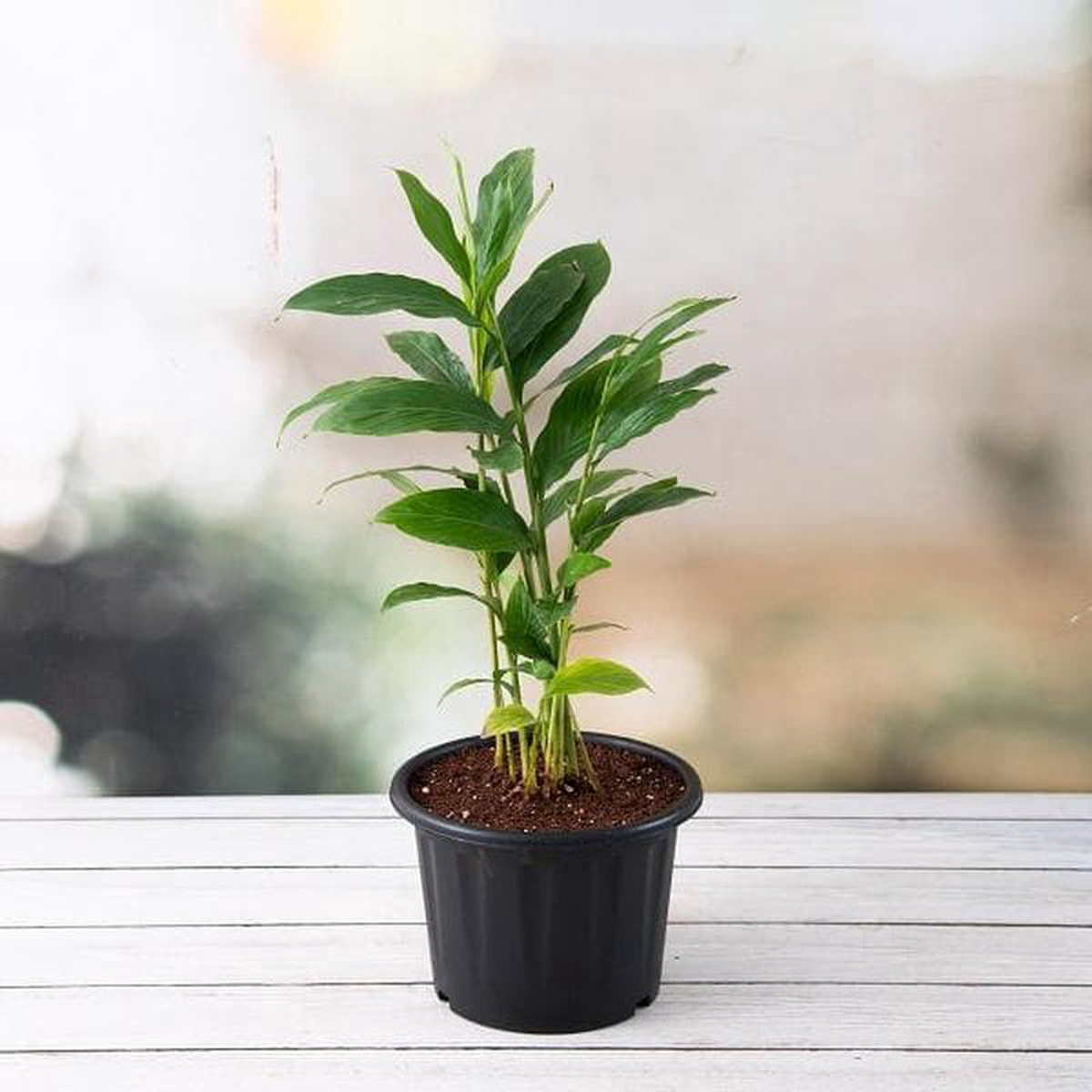 Alpinia Purpurata Red Ginger 8211 Plant