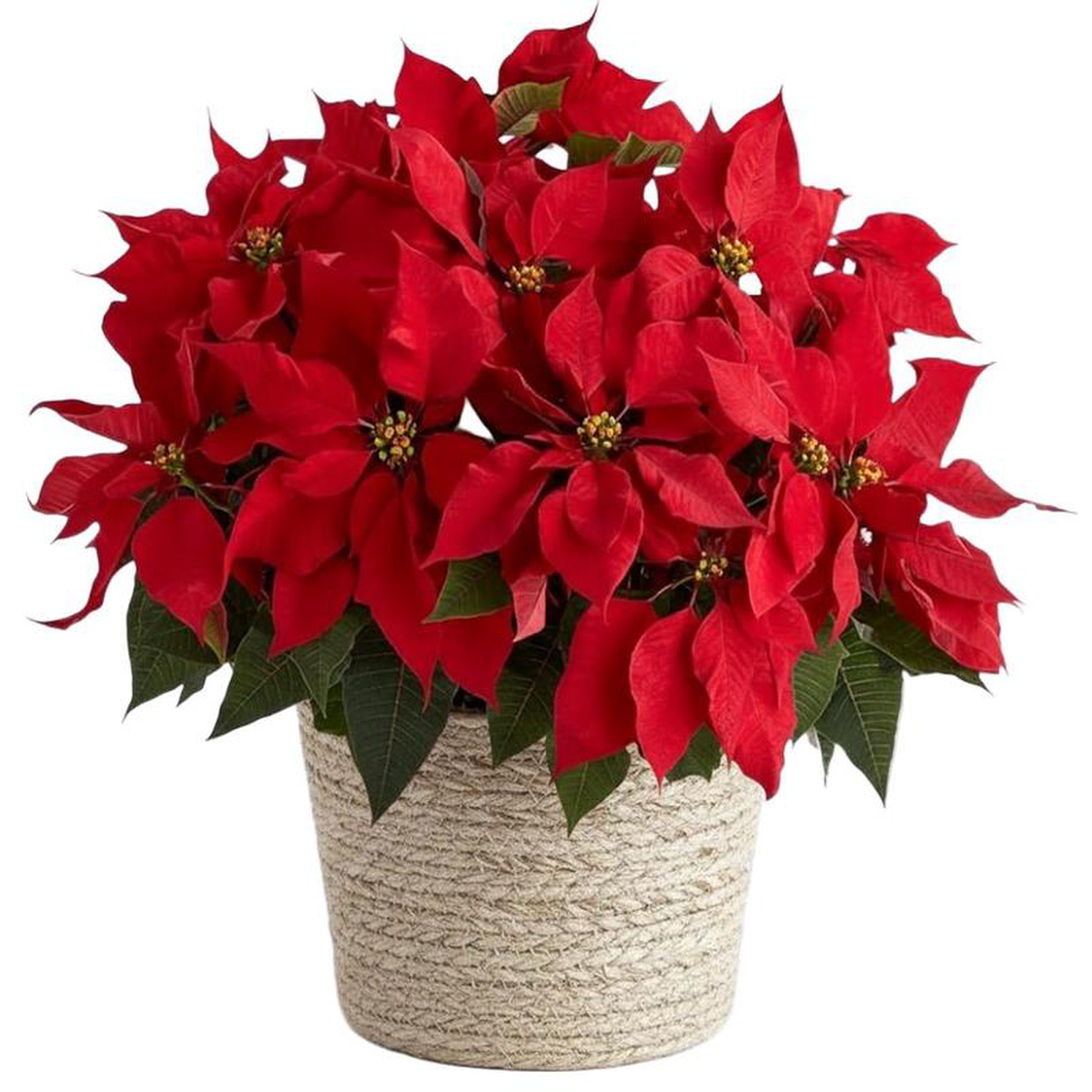 Poisenttia in the Basket