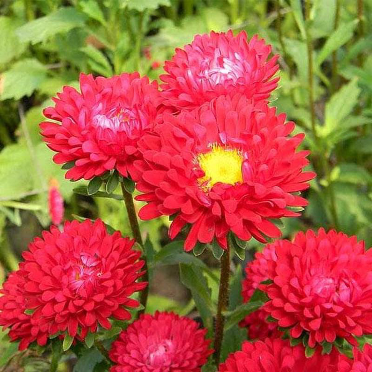 Aster (Red) 8211 Plant