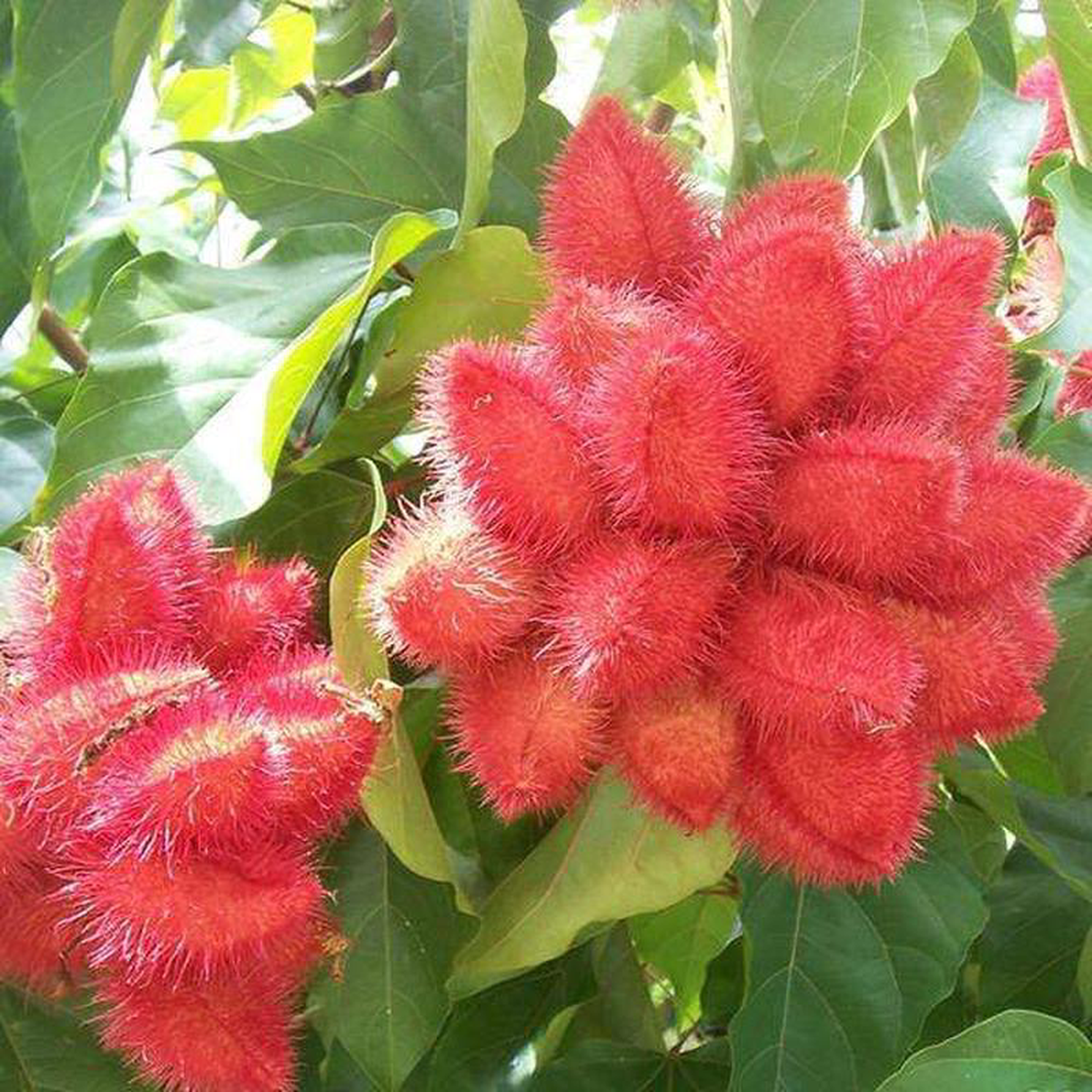 Annatto Bixa Orellana Shendri Sindur 8211 05 kg Seeds