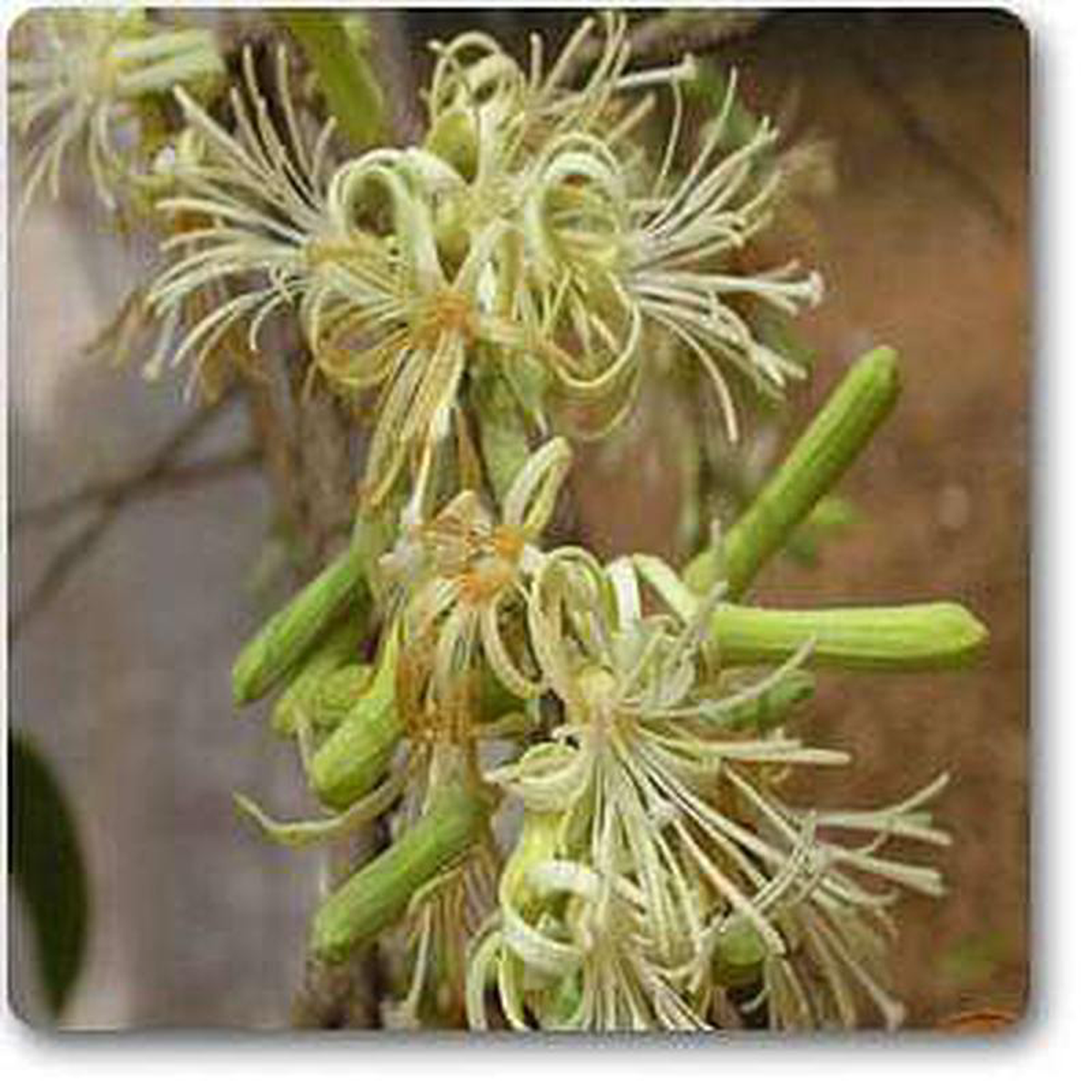 Sage-leaved alangium 8211 Plant