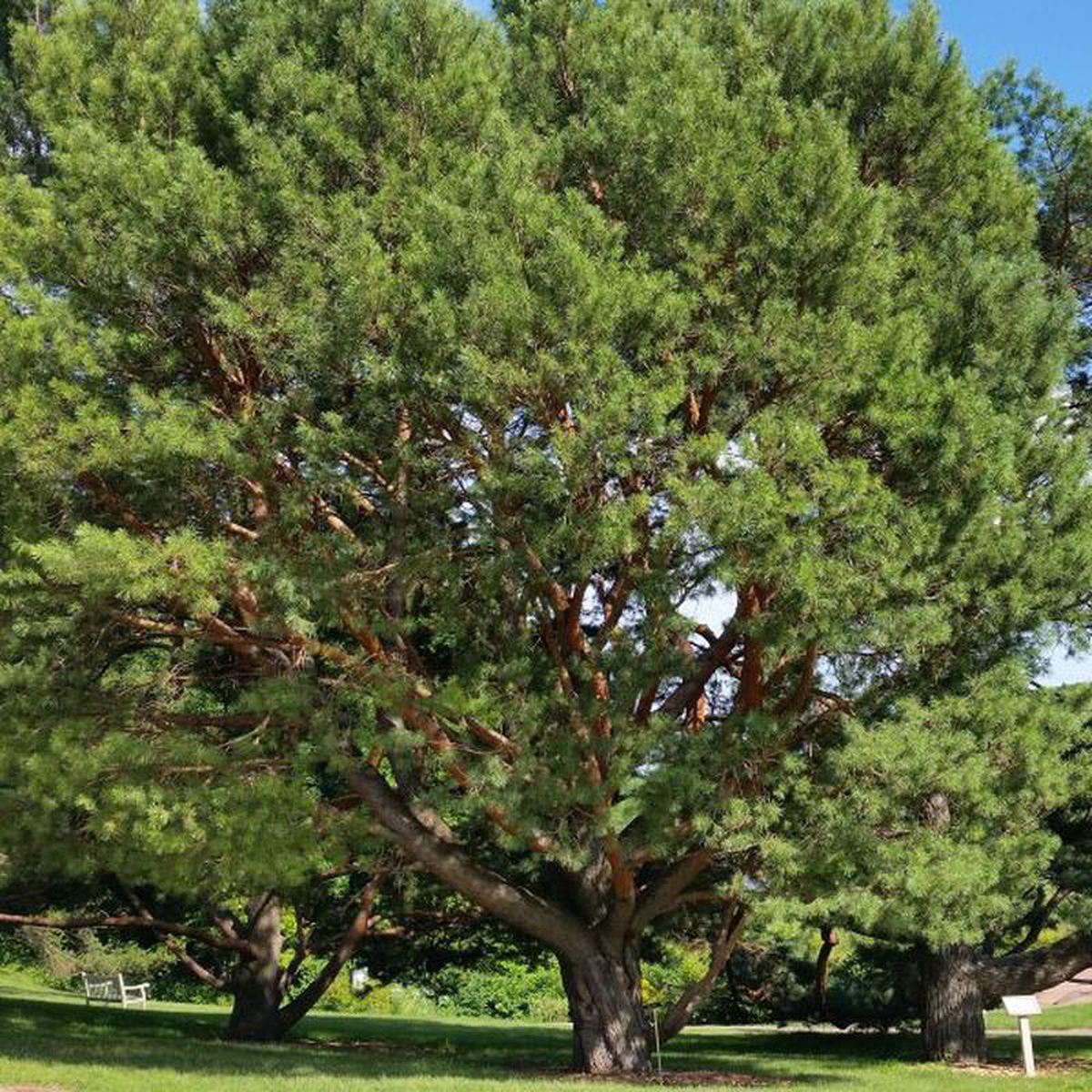 Scotch Pine Tree