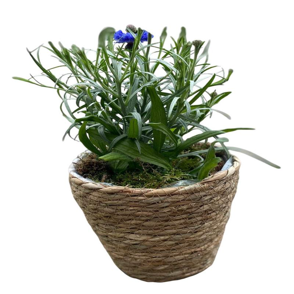 Basket of Blue Cornflowers Plant