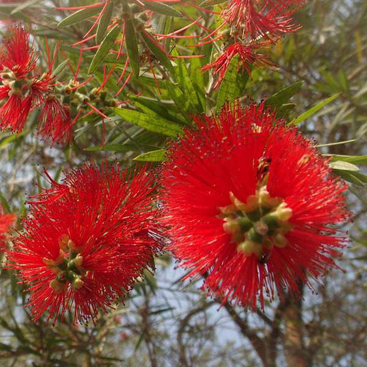 Bottle Brush 8211 Plant
