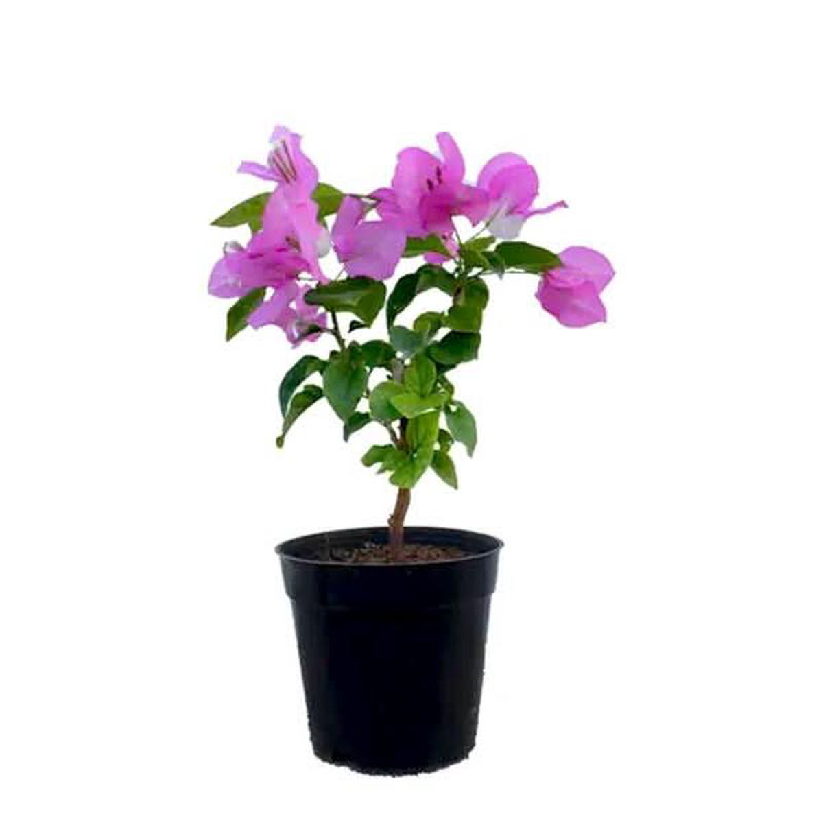 Bougainvillea Dwarf (Pink) 8211 Plant