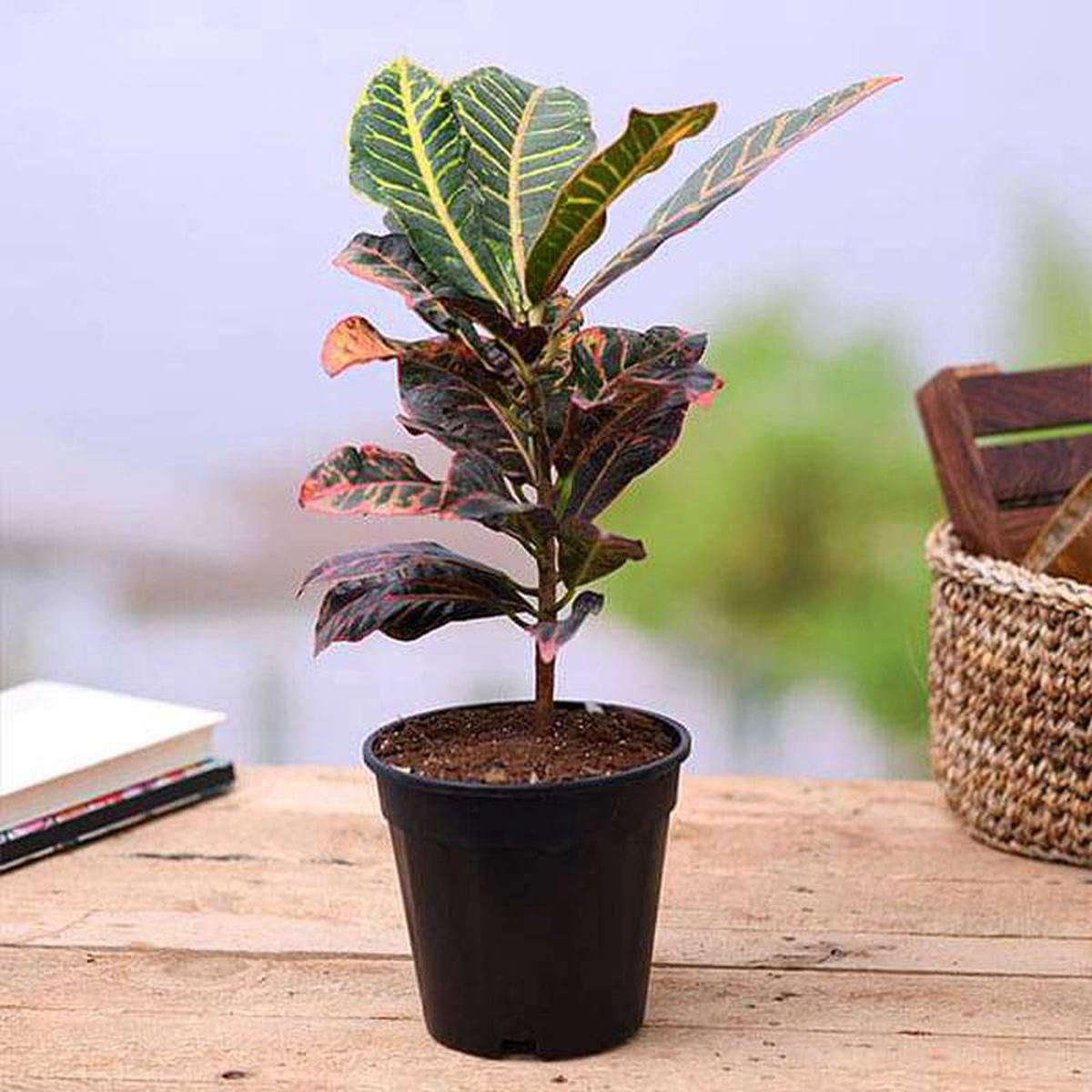Croton Plant Codiaeum variegatum (Petra) Plant in 5 inch Pot