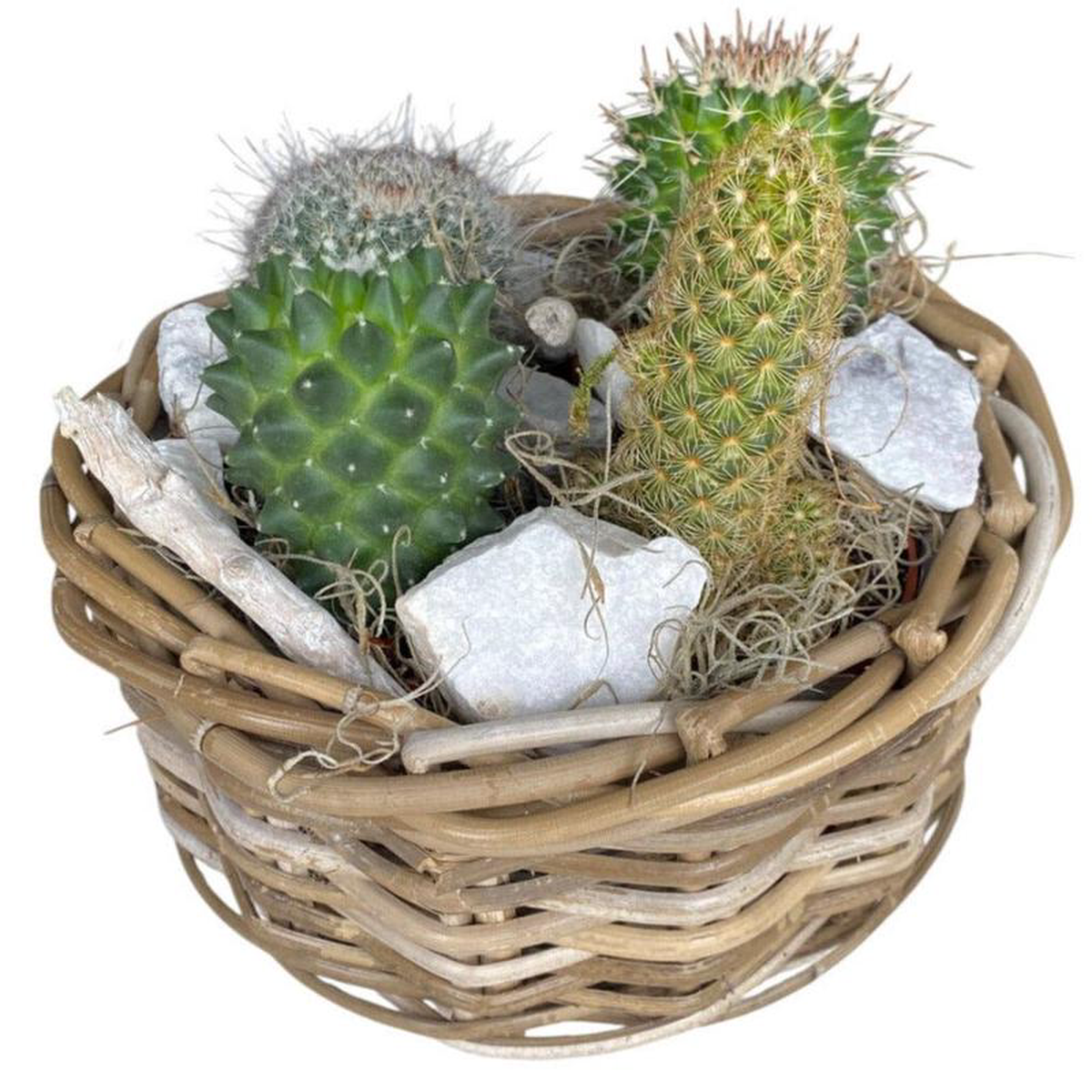 Cacti Arrangement in Round Wicker Basket