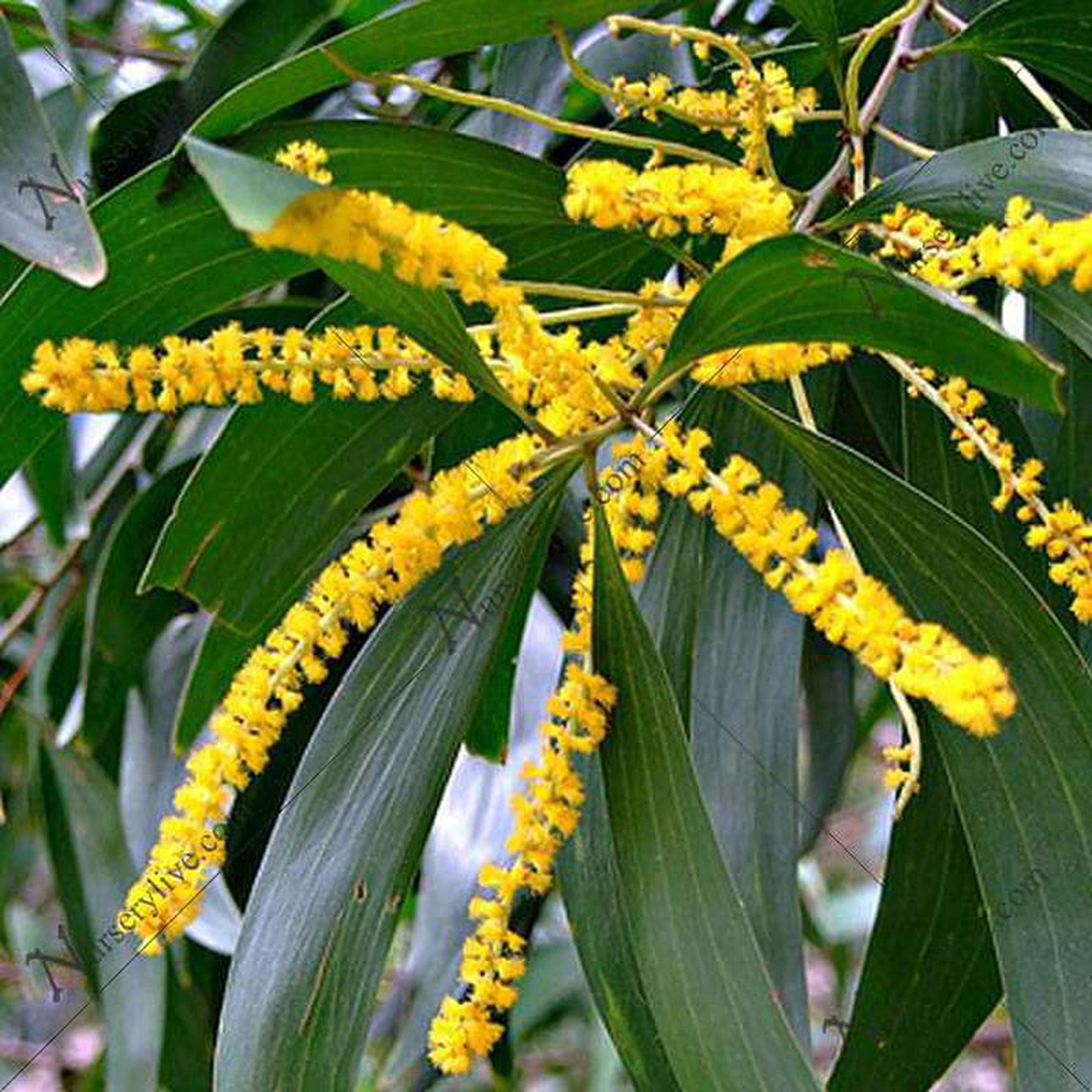 Acacia Auriculiformis Australian Babul 8211 05 kg Seeds