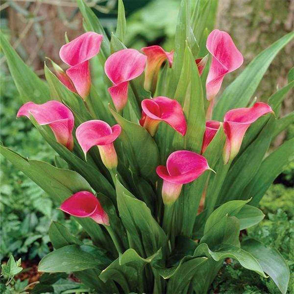 Calla Lily (Pink) 8211 Plant