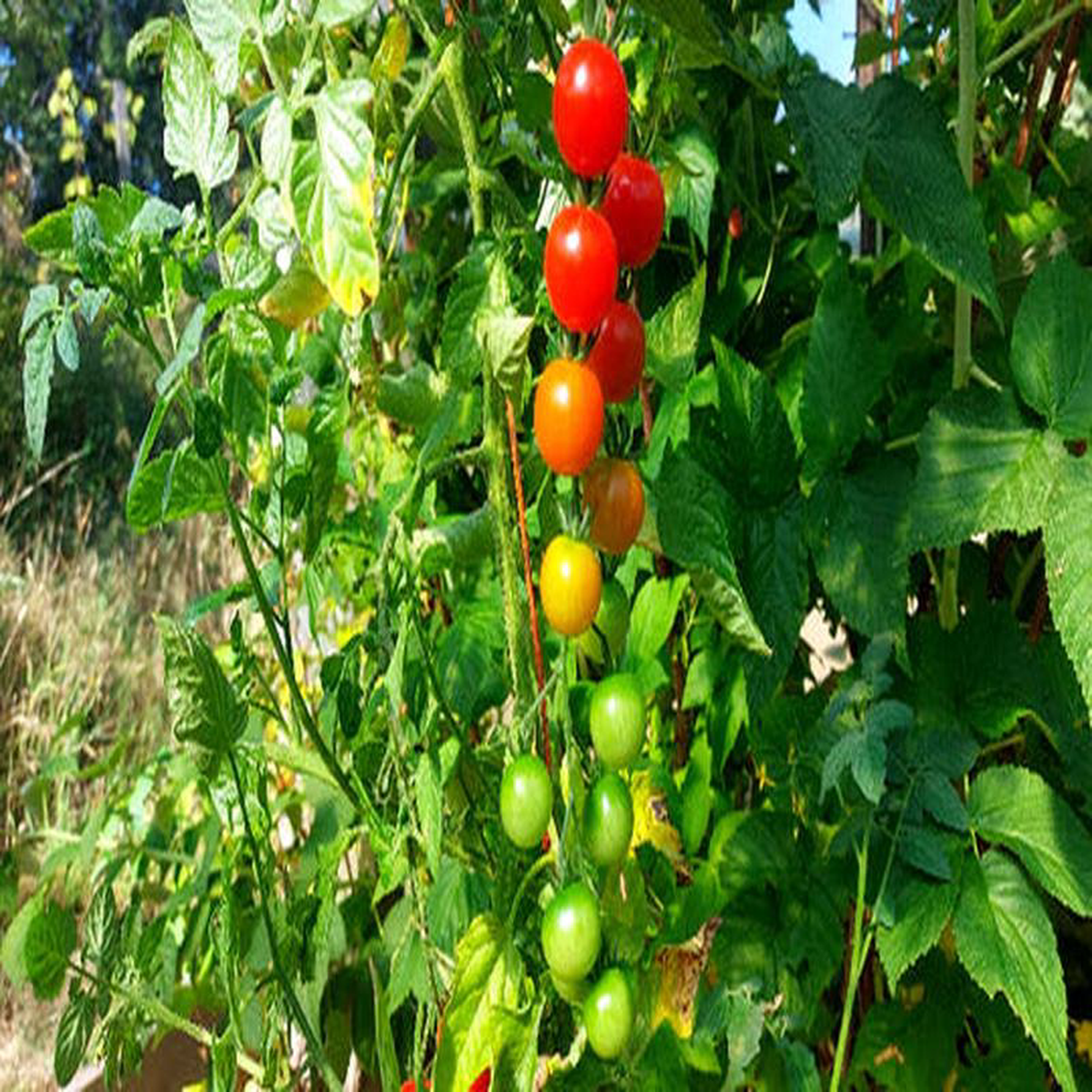 Tomato Patio Orange Cherry 8211 Eagleridge Seeds