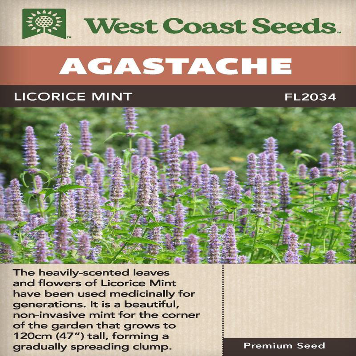 Agastache Licorice Mint 8211 West Coast Seeds