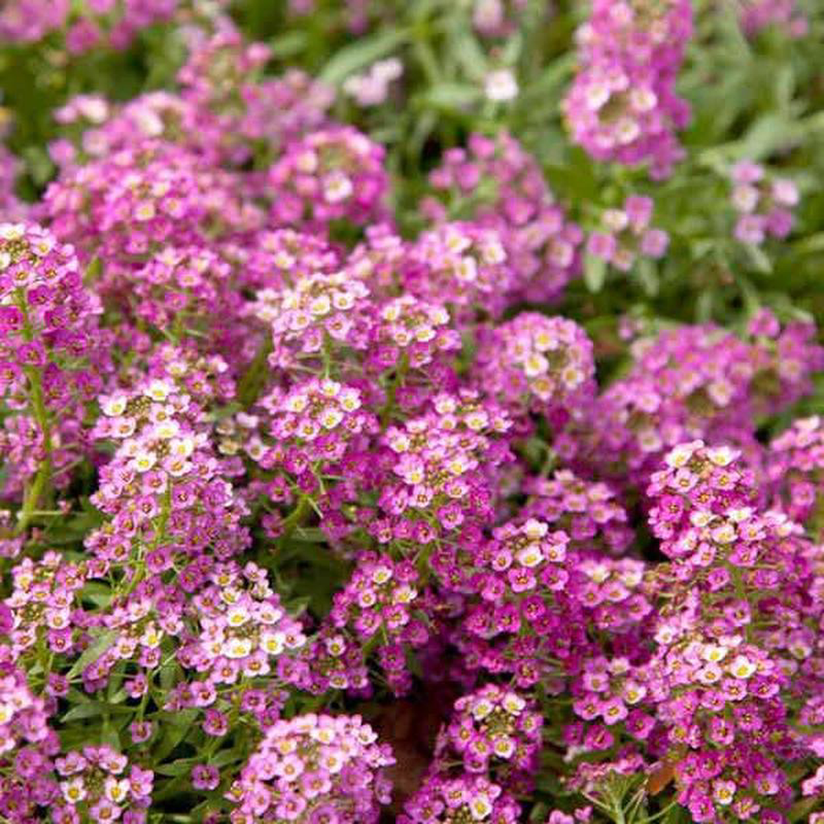 Alyssum (Pink) 8211 Plant