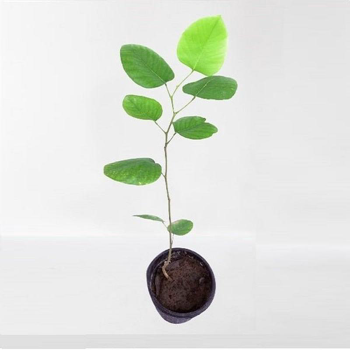 Tree of Karnataka Sandalwood 8211 Plant