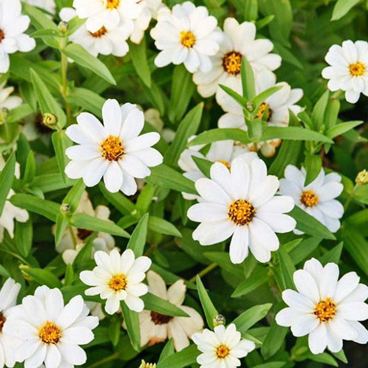 Zinnia White Flower Punnet