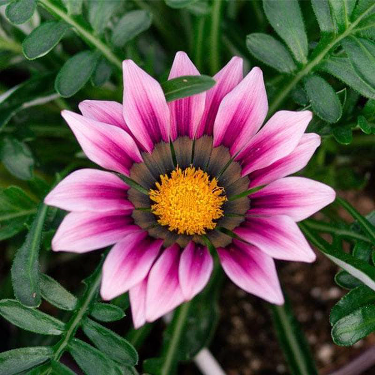 Gazania (Pink-White) 8211 Plant