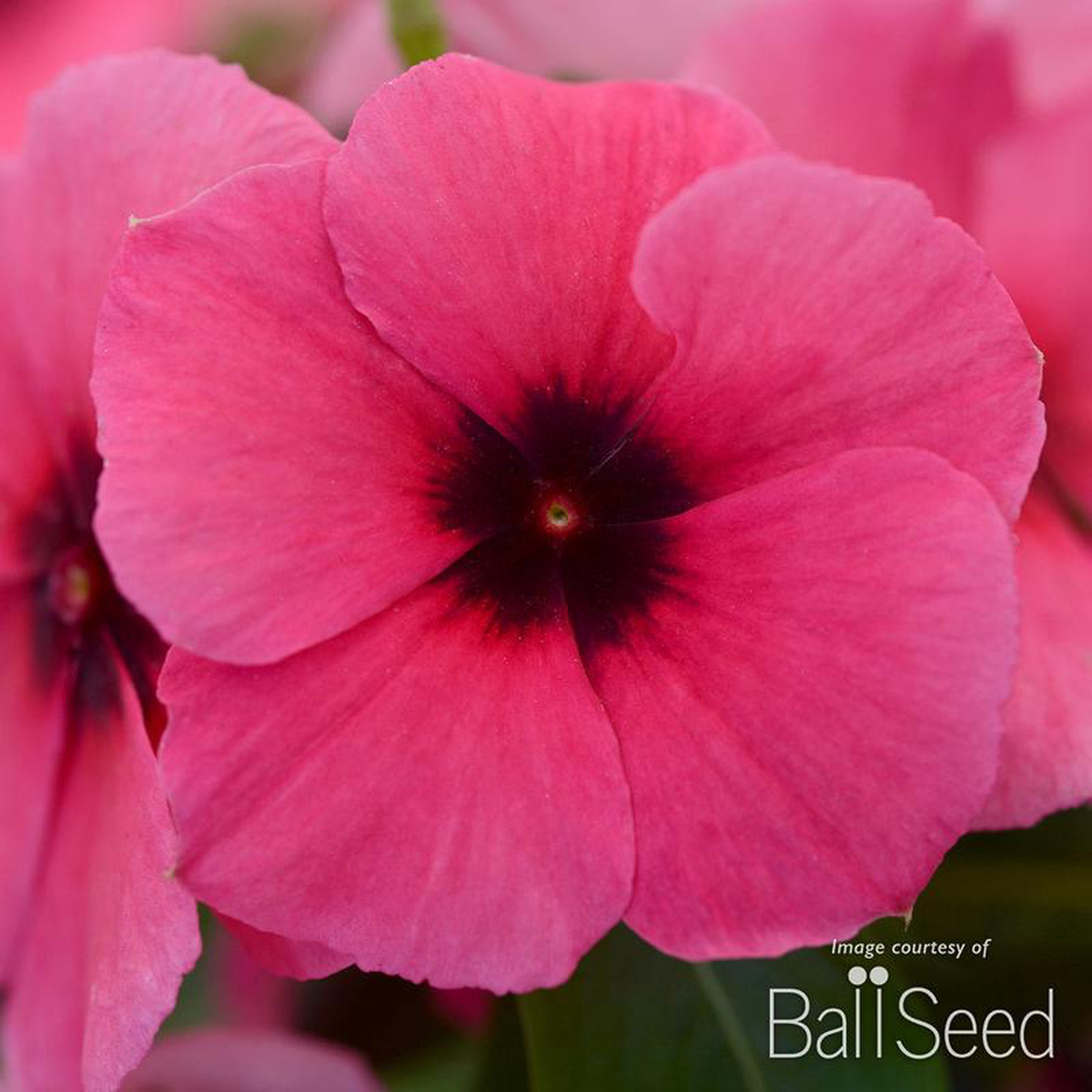 Vinca Tattoo Raspberry 425in CF