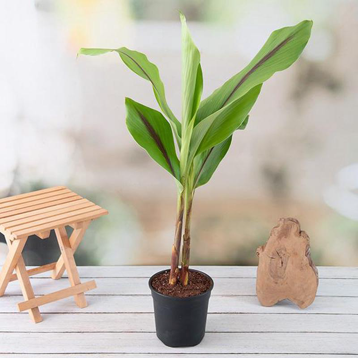 Black Turmeric Plant Black Haldi 8211 Plant