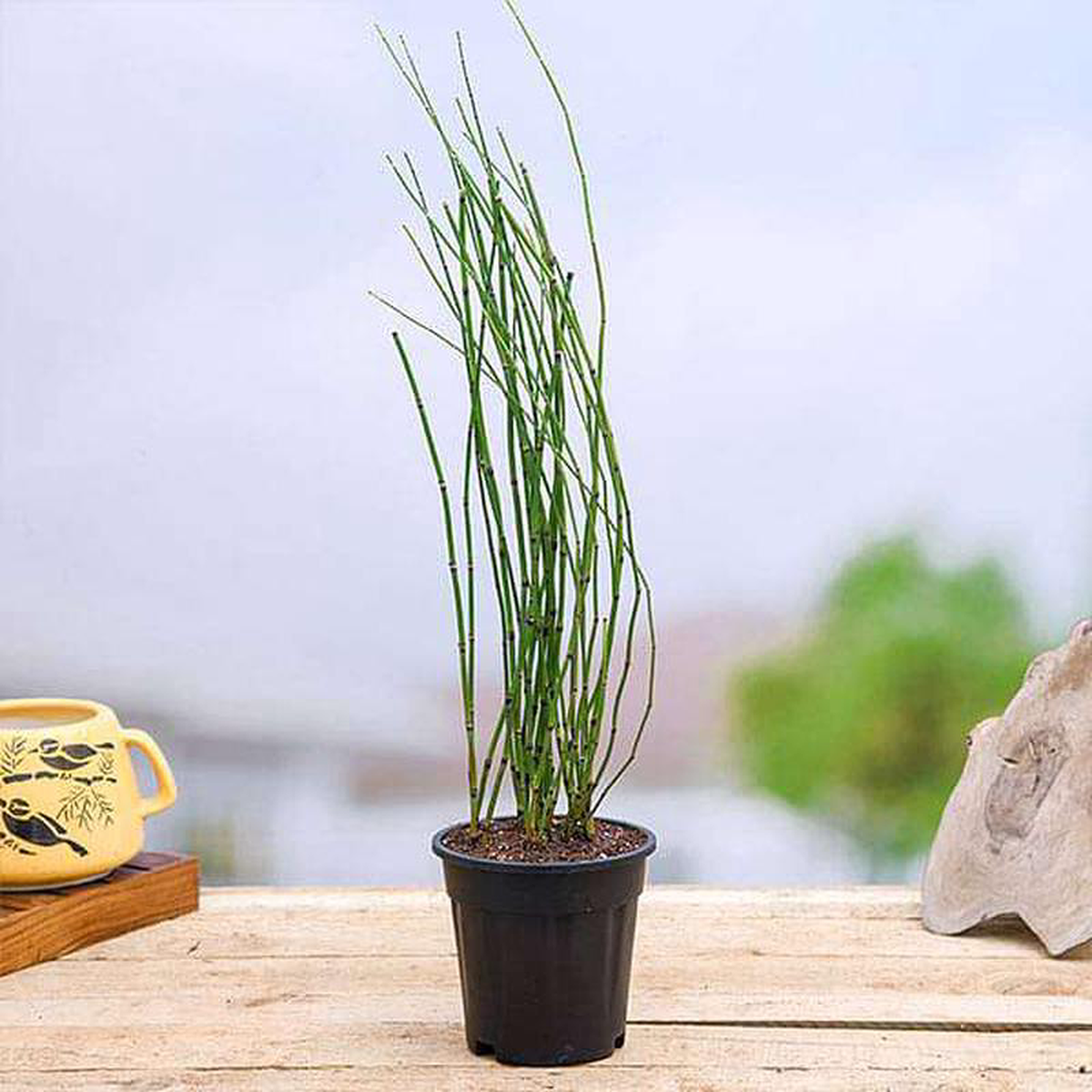 Water Bamboo Equisetum 8211 Plant