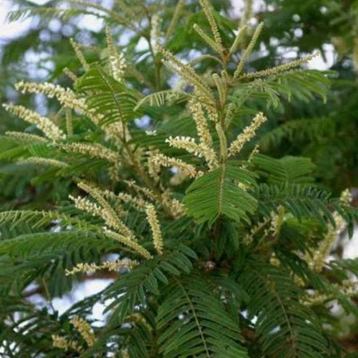 Cutch Tree 8211 Plant