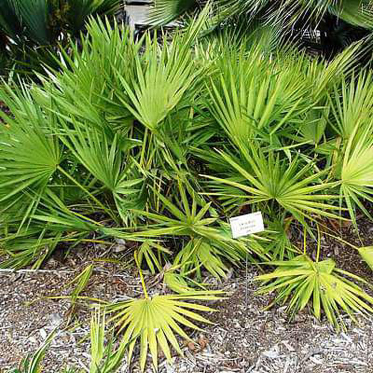Serenoa repens green 8211 Plant