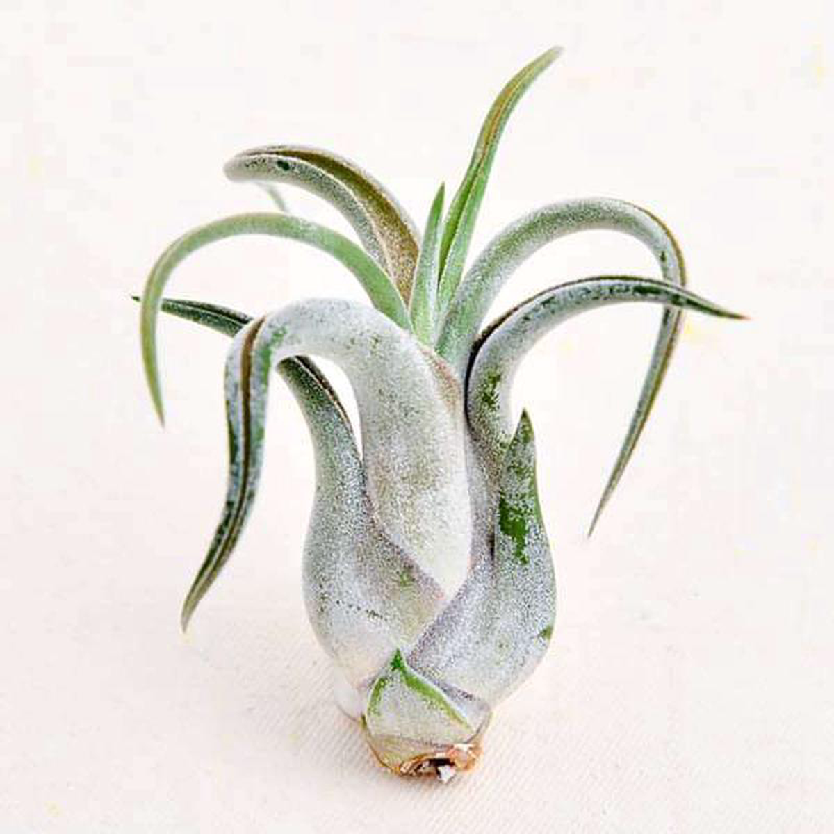 Air Plant Tillandsia caput medusae (Small) 8211 Plant