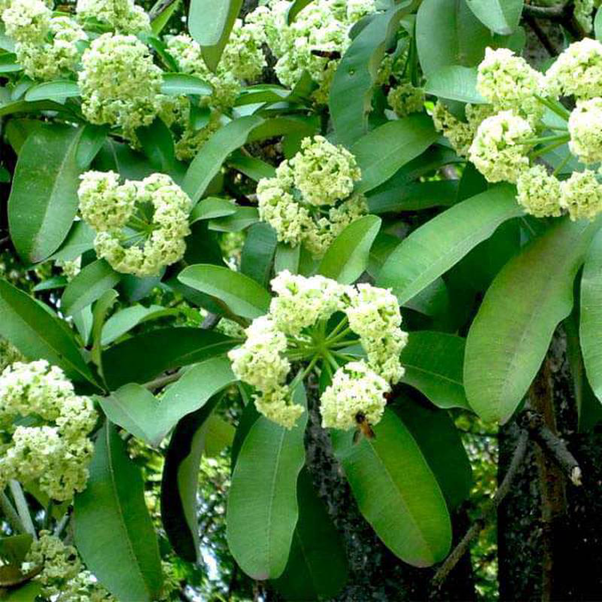 Alstonia Scholaris Ditabark 8211 05 kg Seeds