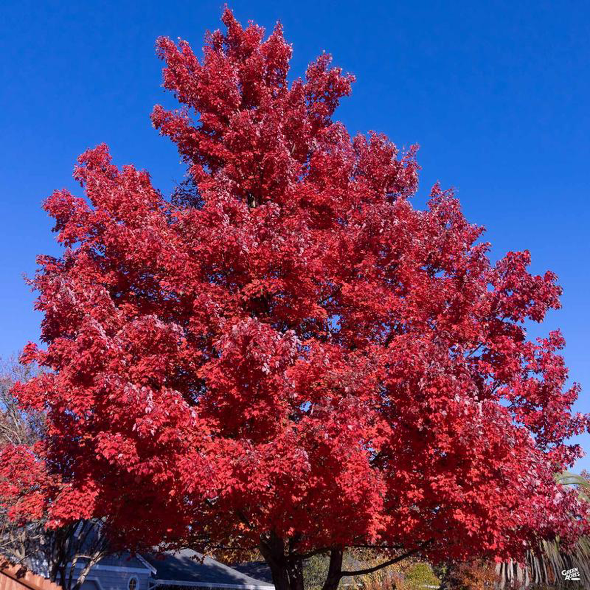 Red Maple 8216Red Sunset8217