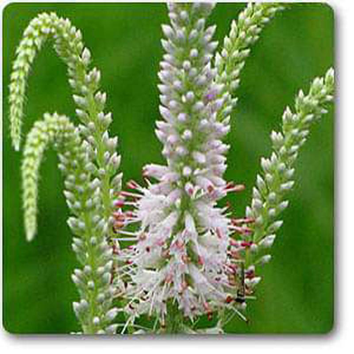 Culvers-physic 8211 Plant