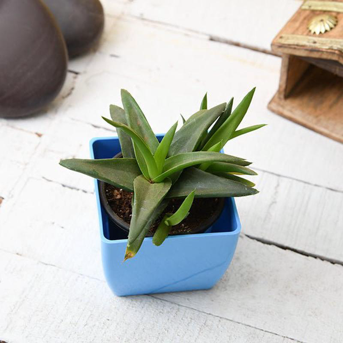 Alworthia Black Gem 8211 Succulent Plant