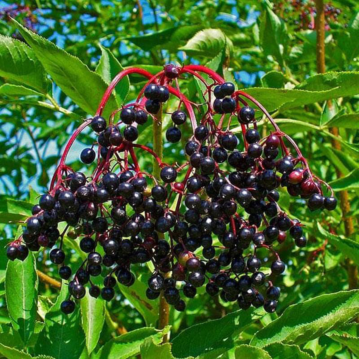 Sambucus Nigra Elderberry Black Elder 8211 Plant