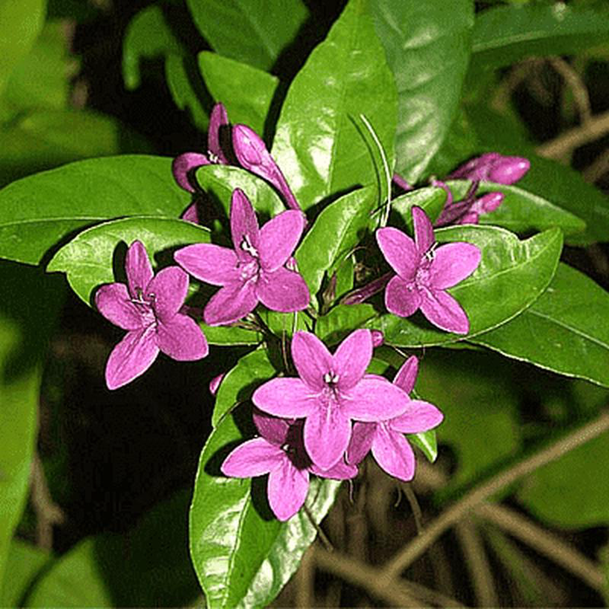 Pseuderanthemum Laxiflorum Kodia (Purple) 8211 Plant