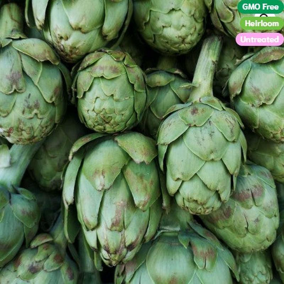 Artichoke Green Globe Imp 8211 Ontario Seed Company