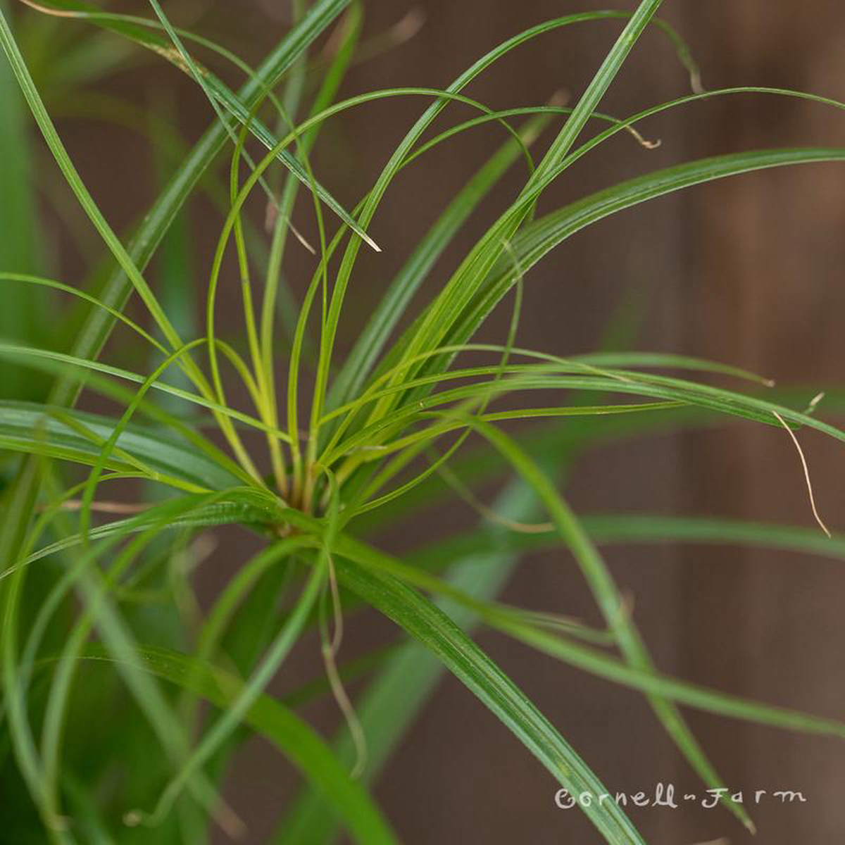 Cyperus papyrus Prince Tut 1gal