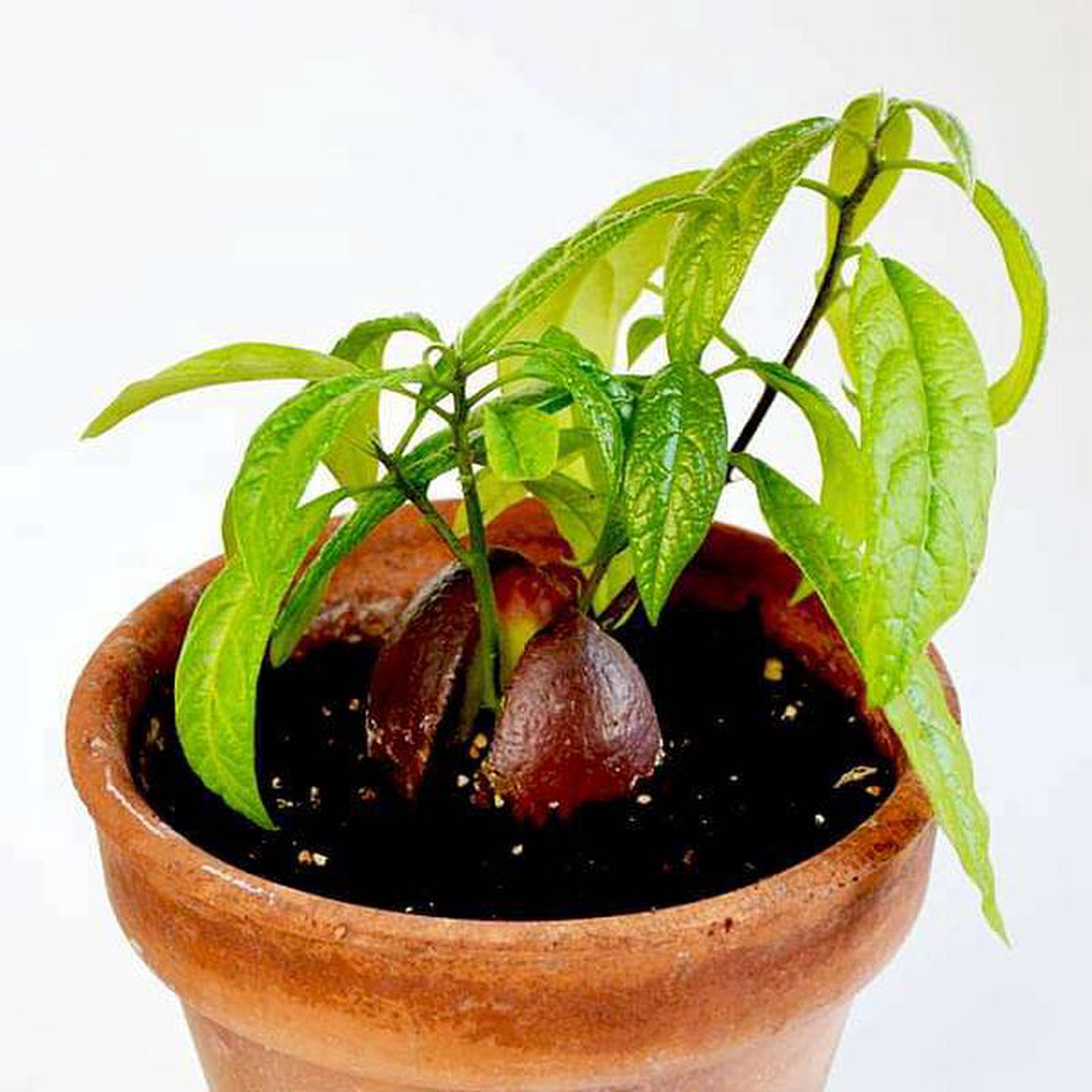 Avocado Butter Fruit Makhanphal ( Grown through seeds ) 8211 Plant