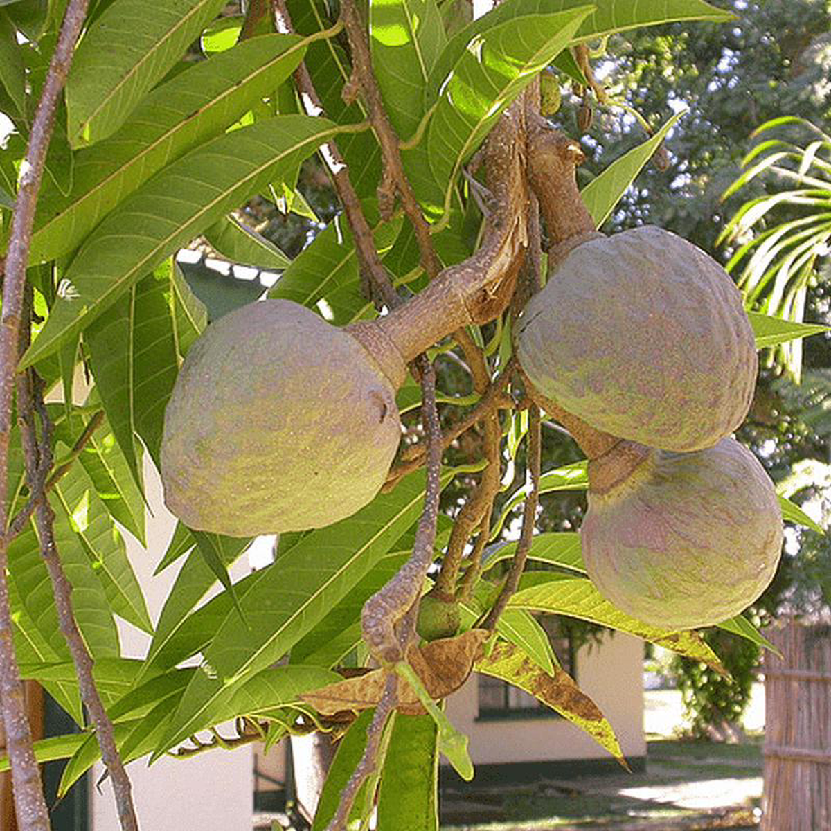 Ramphal Annona reticulata (Grown Through Seeds) 8211 Plant