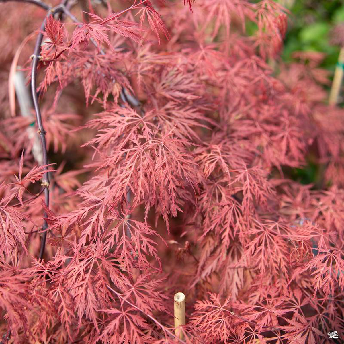 Japanese Laceleaf Maple 8216Orangeola8217