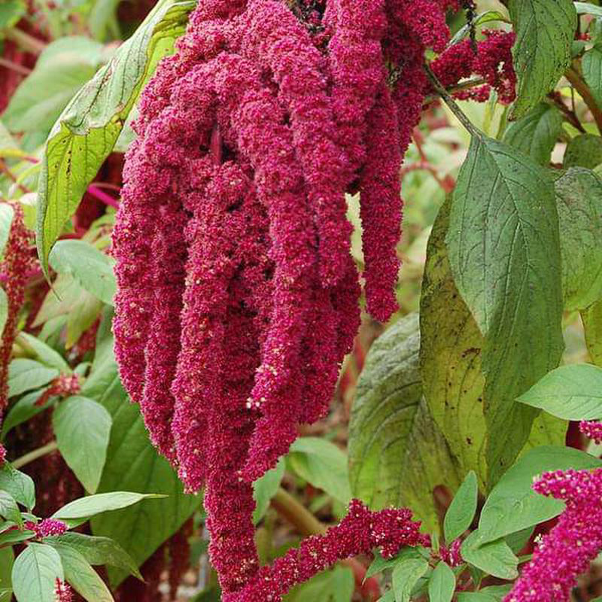 Amaranthus Cadatus Red 8211 Desi Flower Seeds