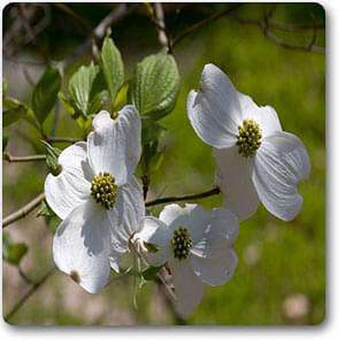 Cornus florida 8211 Plant