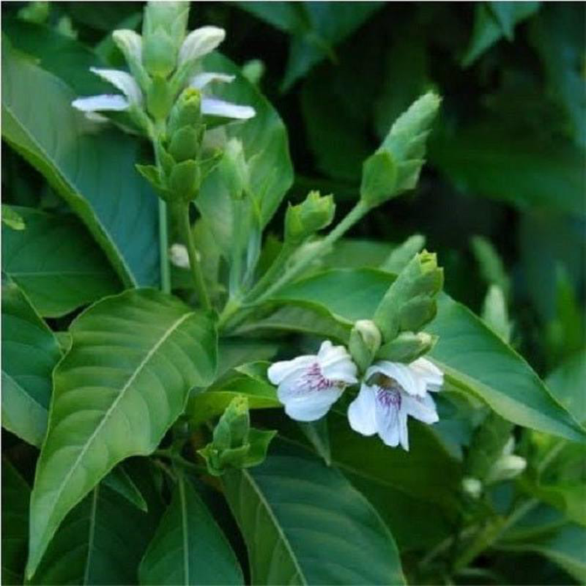 Vasaka Adusa Justicia Adhatoda 8211 Plant