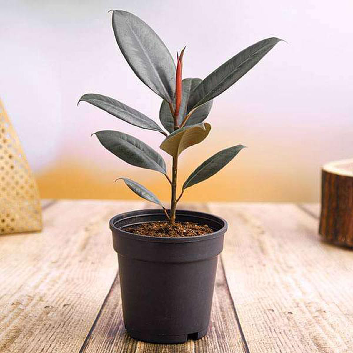 Rubber Plant Ficus elastica Plant in 5 inch Pot