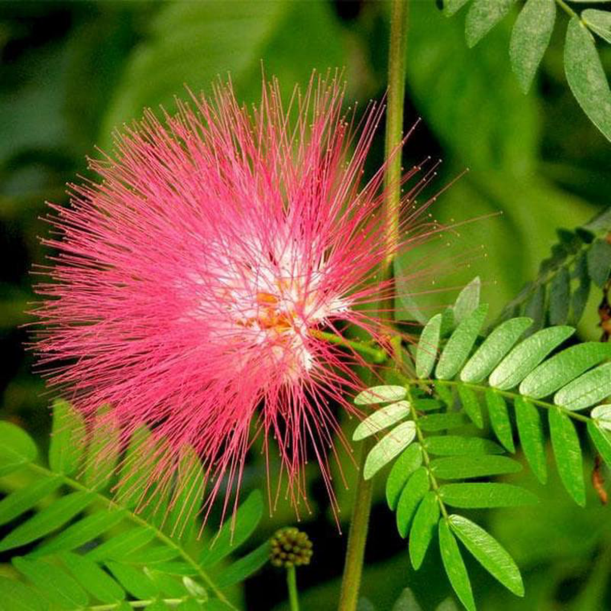 Albizia saman Rain Tree Gulabi Siris 8211 Plant